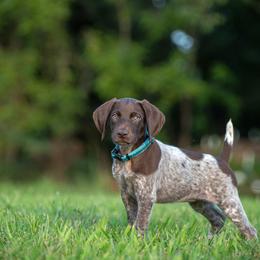 German Shorthaired Pointer and Vizsla Puppies from Nosam Kennels