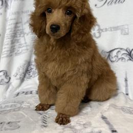 Miles - Red  male Poodle puppy in Tecumseh, Oklahoma from Poodles in the Garden