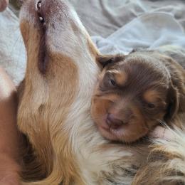 Australian Shepherd Puppies from Long Mt Aussies