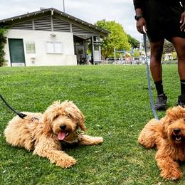 Bernedoodle and Goldendoodle Puppies from Natural Goldendoodle and Bernedoodle