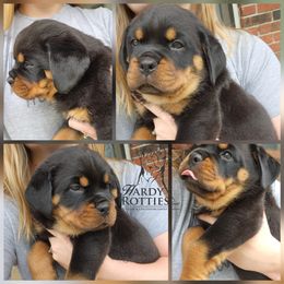 Rottweiler Puppies from Hardy Rotties