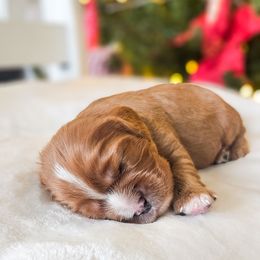 Rowan - Ruby male Cavalier King Charles Spaniel puppy in Highland, Utah from Furever Cavaliers
