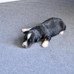Star - Black tri female Miniature Australian Shepherd puppy in Fort Smith, Arkansas from Rye Hill Aussies