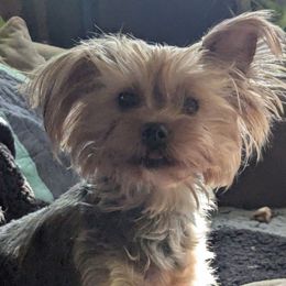 Marley - Yorkshire Terrier