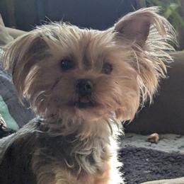 Marley - Yorkshire Terrier
