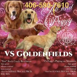 Girl 1 - Golden female Golden Retriever puppy in Great Falls, Montana from VS Golden Fields