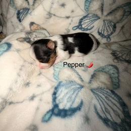 Pepper - Parti female Yorkshire Terrier puppy in Clarksburg, Indiana from Hidden Gems Parti Yorkies