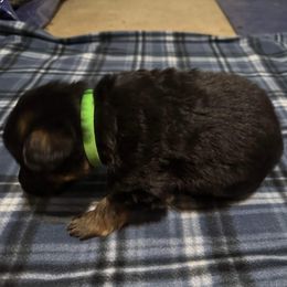 German Shepherd All Grown Up from Von Freimeier Kennels