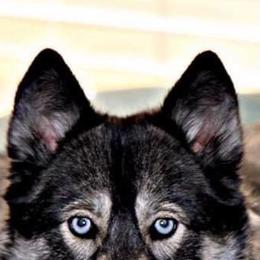 Siberian Huskies from Siberians of WildHeart
