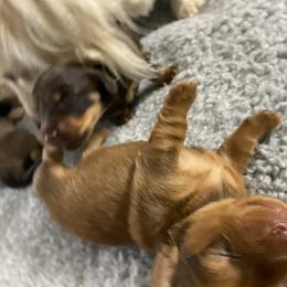 Dachshund Puppies from Channelledox