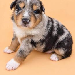 Australian Shepherd Puppies from S.I. Aussie