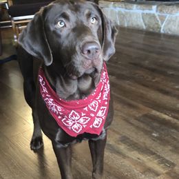 Labrador Retriever All Grown Up from Silver Platter Chocolate Labs