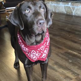 Labrador Retriever All Grown Up from Silver Platter Chocolate Labs