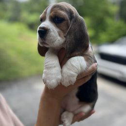 Beagle Puppies from Banashko's Beagles