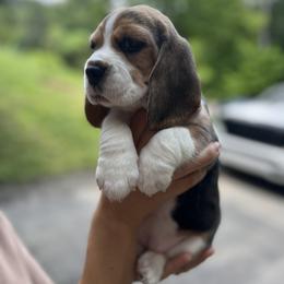 Beagle Puppies from Banashko's Beagles