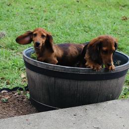 Dachshund Puppies from EntityDachs