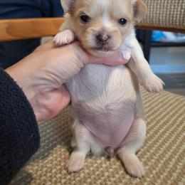 Chihuahua puppies from Kassafina Kennel