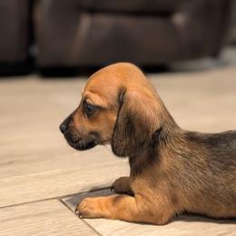 Remi - Sable female Dachshund puppy in Waddell, Arizona from The Bearded Companions