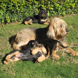 Otterhound Puppies from Blue Fairy Otterhounds