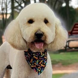 Louie - Goldendoodle