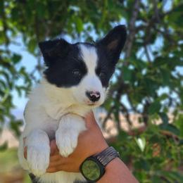 Rue - Black and white female Border Collie puppy in Dewey, Arizona from Fásach Stockdogs