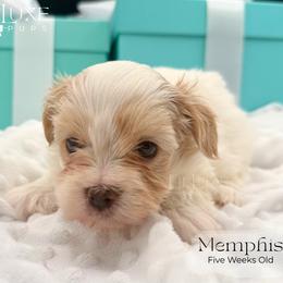 Memphis - White and lemon male Morkie puppy in Scottsdale, Arizona from Lil Luxe Pups