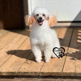 Daisy - Poodle