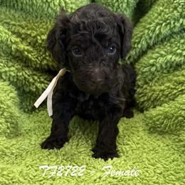 TF2722 - - Caramel cream female Australian Labradoodle puppy in Easley, South Carolina from Royal Diamond Australian Labradoodles