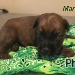Marco - Wheaten male Soft Coated Wheaten Terrier puppy in Gladewater, Texas from Felicias Swheaties