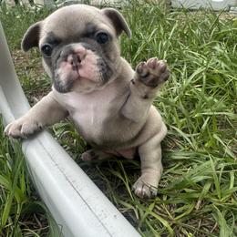 French Bulldog Puppies from Jasmine McMurtry