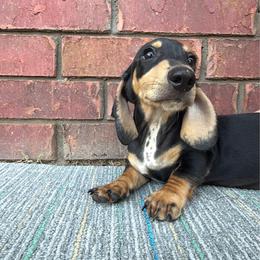 Ruger - Black and cream male Dachshund puppy in Keota, Oklahoma from Skyview Doxie Ranch