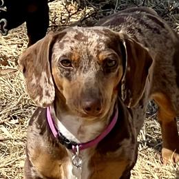 Karma  - Dachshund