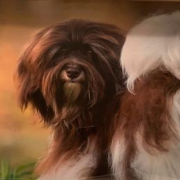 Biewer Terriers and Havanese from Cavalli Havanese and Biewer