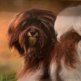 Biewer Terriers and Havanese from Cavalli Havanese and Biewer
