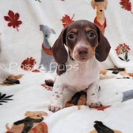 AKC Cheerwine - Chocolate and tan female Dachshund puppy in Texarkana, Arkansas from Pasta Pups Miniature Dachshunds