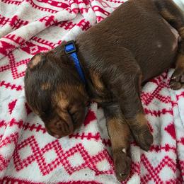 Male2 - Red and rust male Doberman Pinscher puppy in Anderson, Indiana from Legendary Kennels
