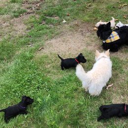 Scottish Terrier Puppies from Nicole's Scottish Terriers