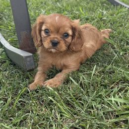 Cavalier King Charles Spaniel Puppies from Reynolds Farms Cavaliers