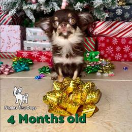 Tiny Herschel - Chocolate and tan male Chihuahua puppy in Naples, Florida from Naples Tiny Dogs