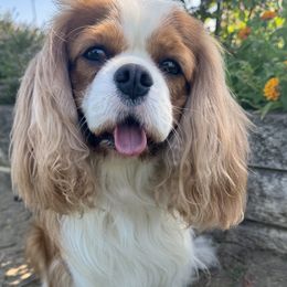 Nacho - Cavalier King Charles Spaniel