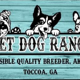 Pembroke Welsh Corgi Puppies from The Grooming Barn LLC/ Wet Dog Ranch