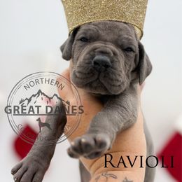 Ravioli - Blue male Great Dane puppy in Sac City, Iowa from Northern Great Danes of Colorado & Iowa