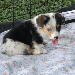American Corgi and Pembroke Welsh Corgi Puppies from Red White & Bluie Corgi