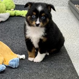 2 BLUES - Black tri male Miniature Australian Shepherd puppy in Chandler, Oklahoma from Parsons Place Aussies