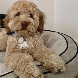 Australian Labradoodle and Labradoodle Puppies from Doodles_Ko