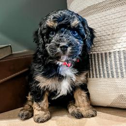 Forest - Tri-color male Cavapoo puppy in Flagstaff, Arizona from Gunstock Doodles