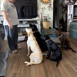 Labrador Retriever Puppies from Okiehuntinboyz Labrador Retrievers