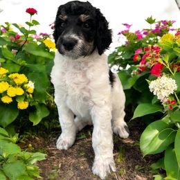 Madagascar - Parti male Poodle puppy in Prosperity, Pennsylvania from Stelladoodles & Company