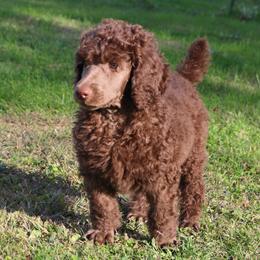 Poodle Puppies from RK'S Pets