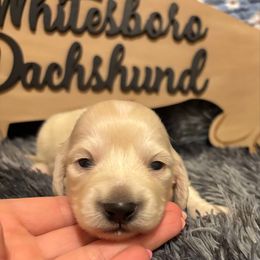 Joey - Cream male Dachshund puppy in Whitesboro, Texas from Whitesboro Dachshund